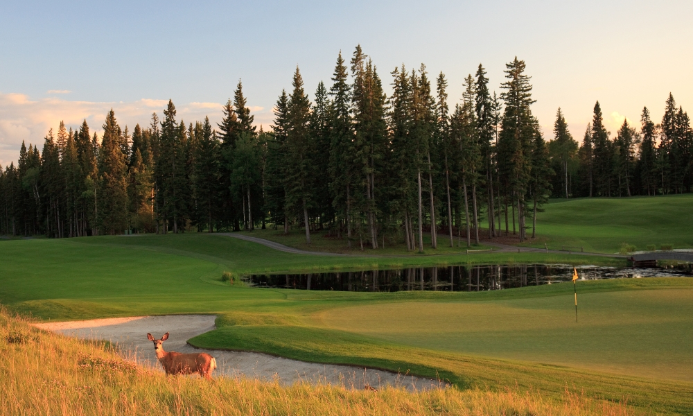 Website_Gallery_-_Raven_(10)